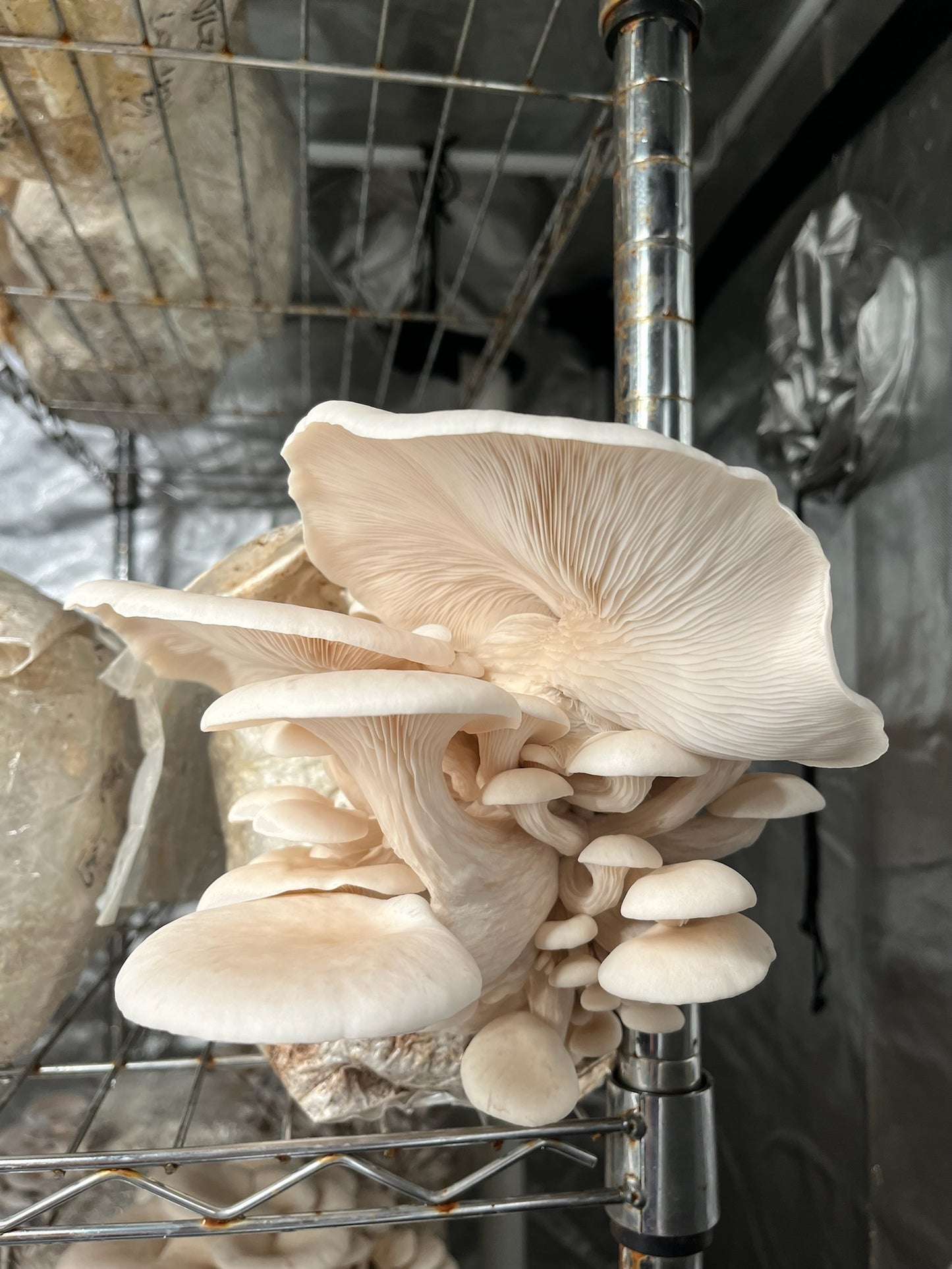 Oyster Mushrooms